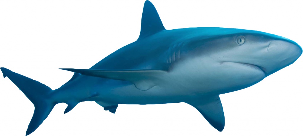 Caribbean_reef_shark02