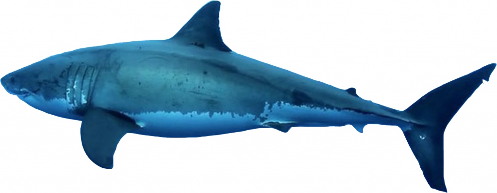 Shark_GreatWhite_Left05