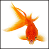 Goldfish_Photo_logo