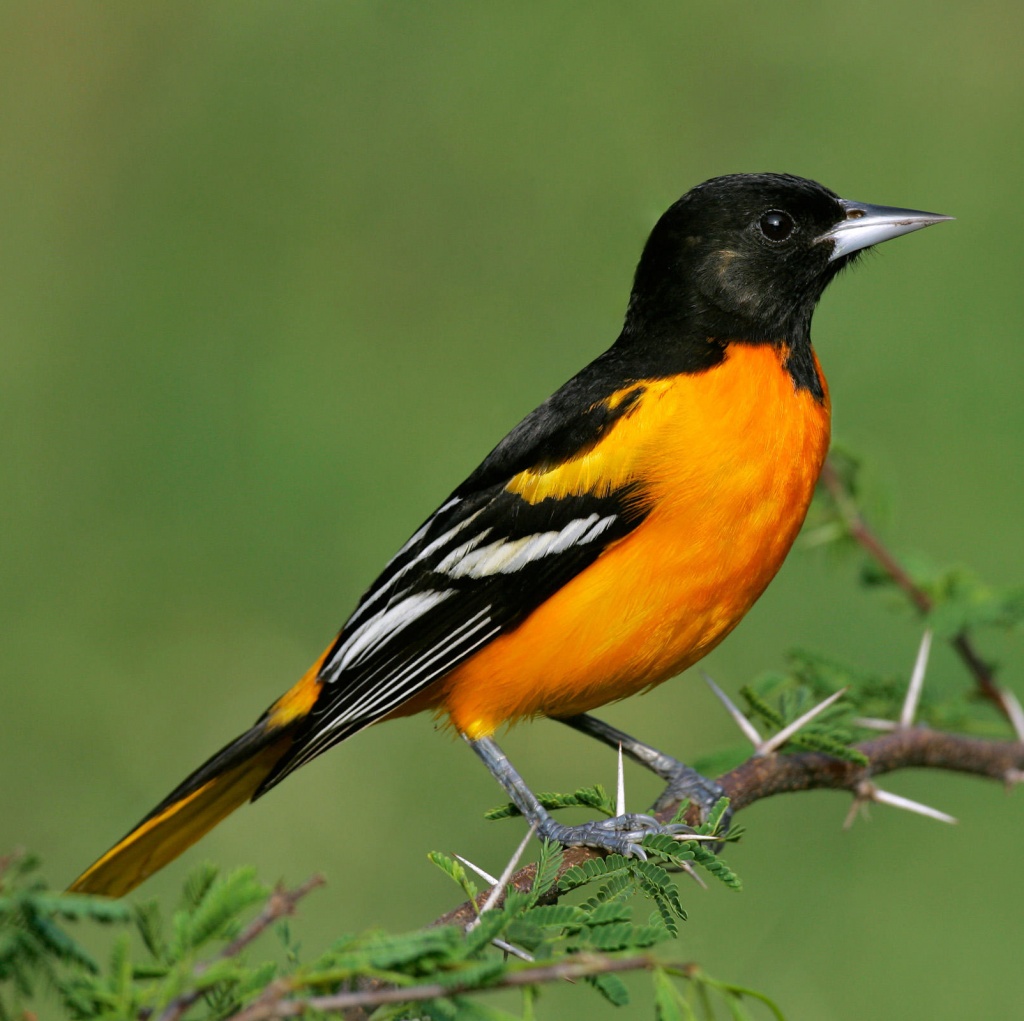 bird_baltimore_oriole