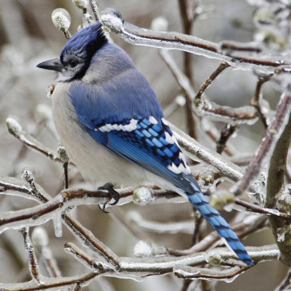 bird_blue_jay