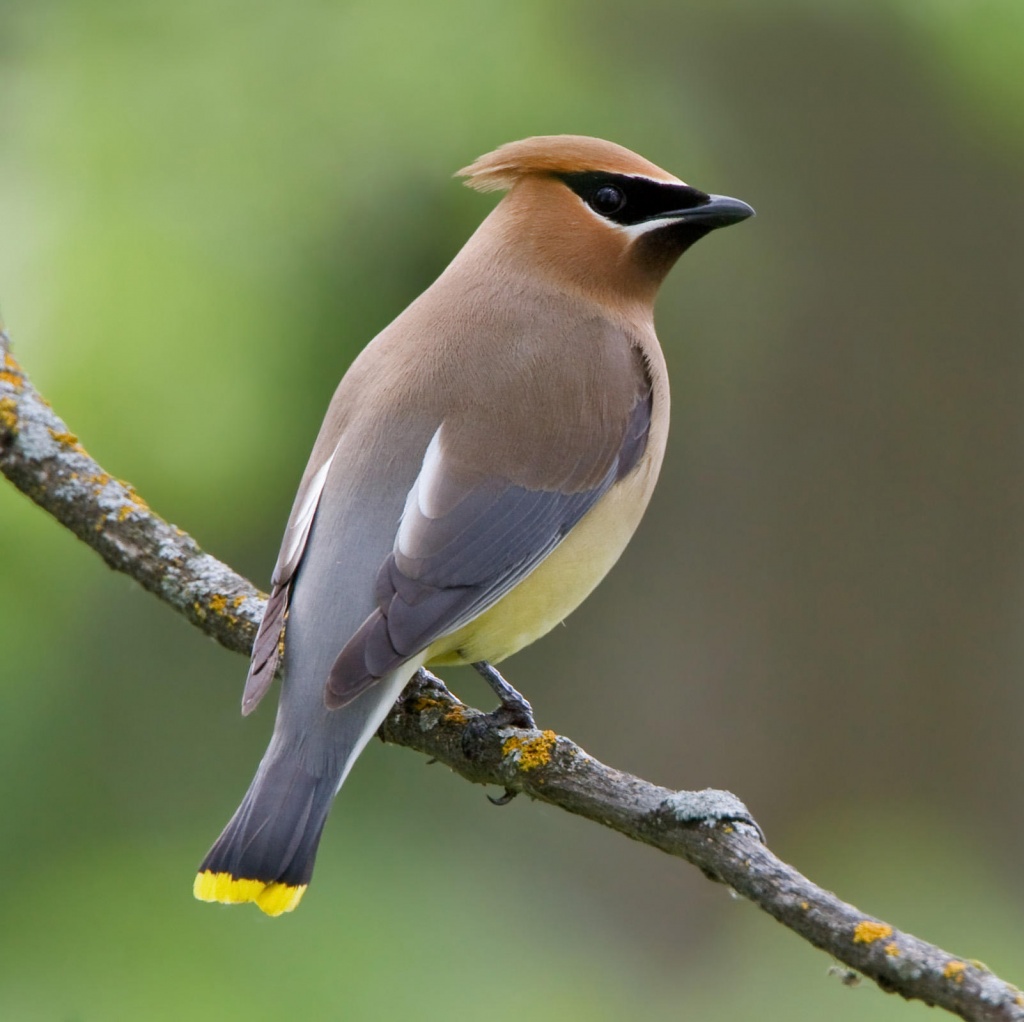 Bird_cedar_waxwing