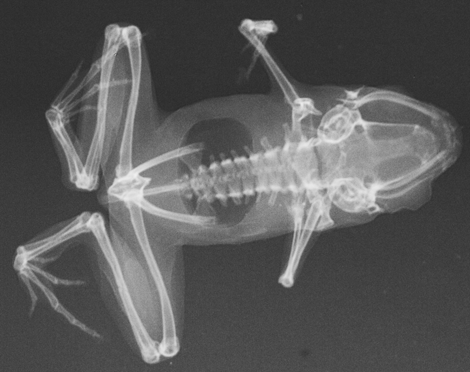 X-ray_Frog